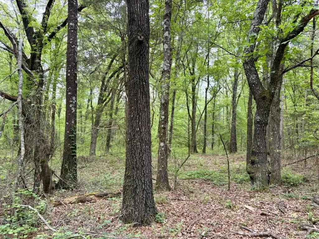 Picture 41