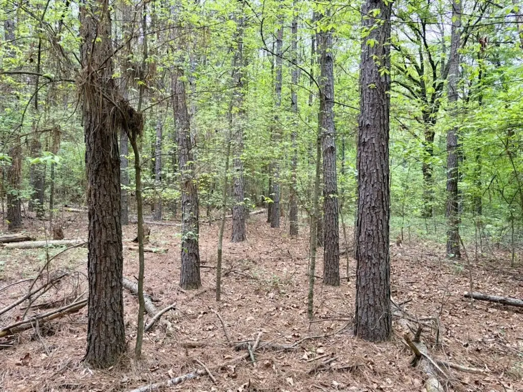 Picture 25