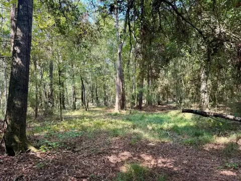 27.47 Acres near Big Thicket