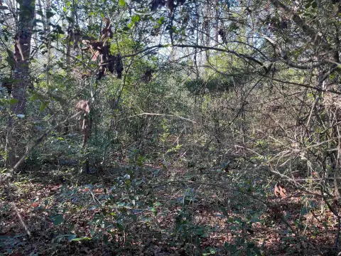 Wooded Lot in Holly Lake