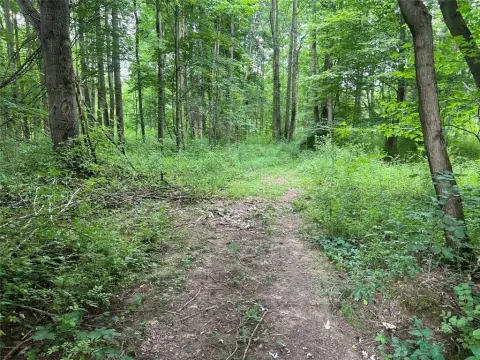 Wooded Land Near Pymatuning Reservoir