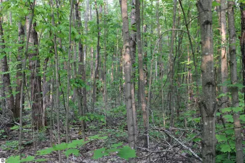 Wooded Lot in Elmira, MI