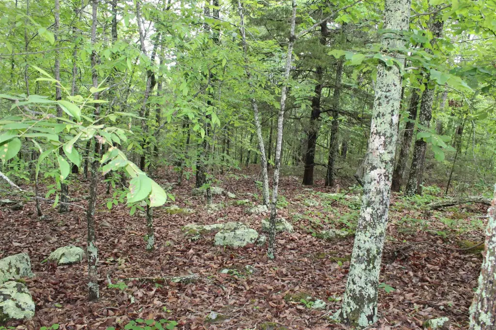 Picture 29