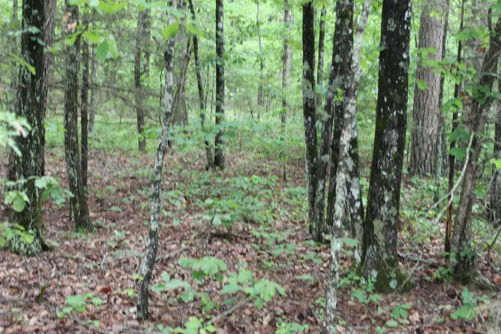 Picture 41