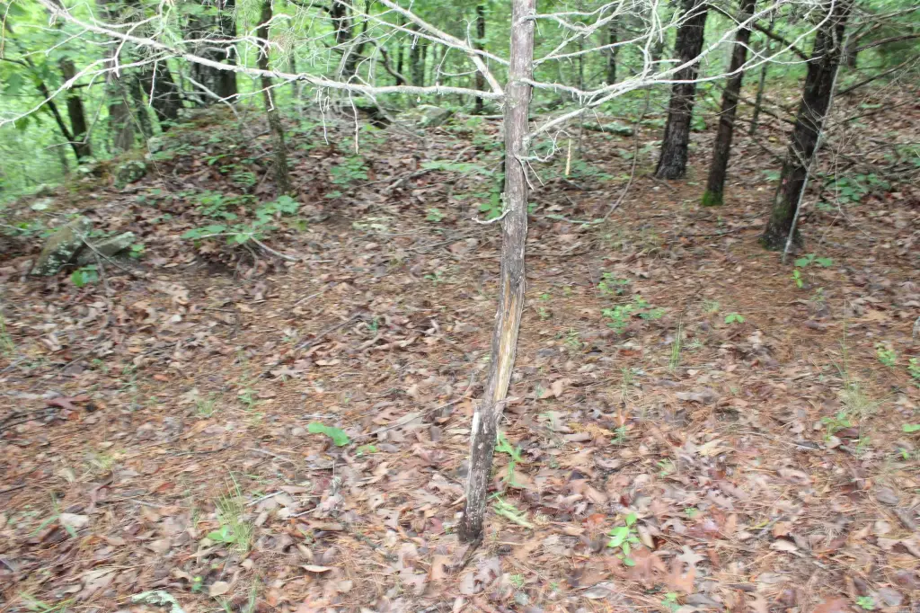 Picture 38