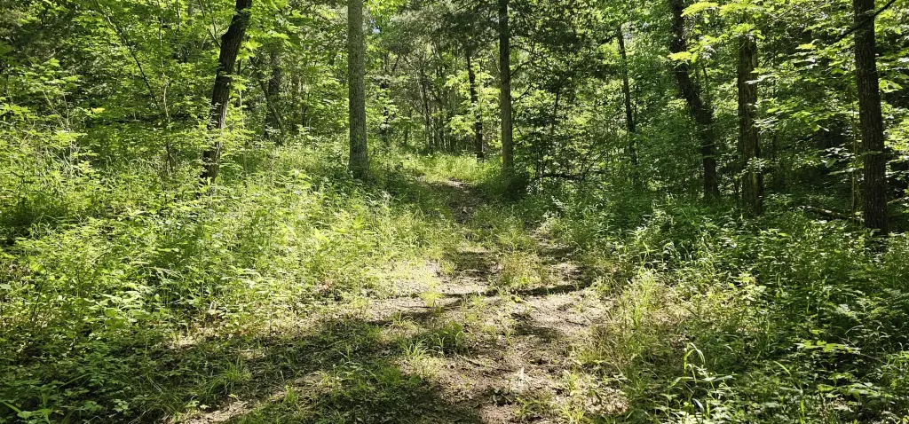 Picture 31