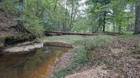 Timbered Creekfront Land