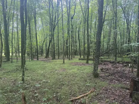 Wooded Recreational Land