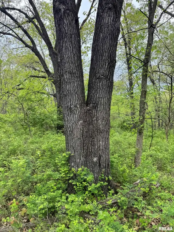 Picture 44