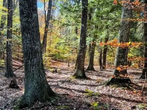 Wooded Acreage in Gilsum, NH
