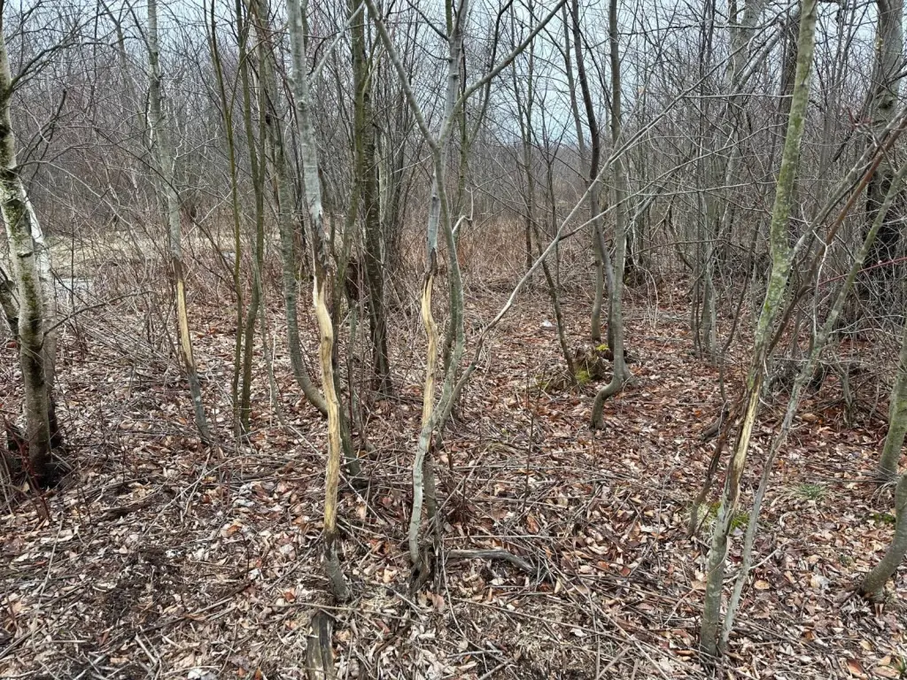 Picture 45