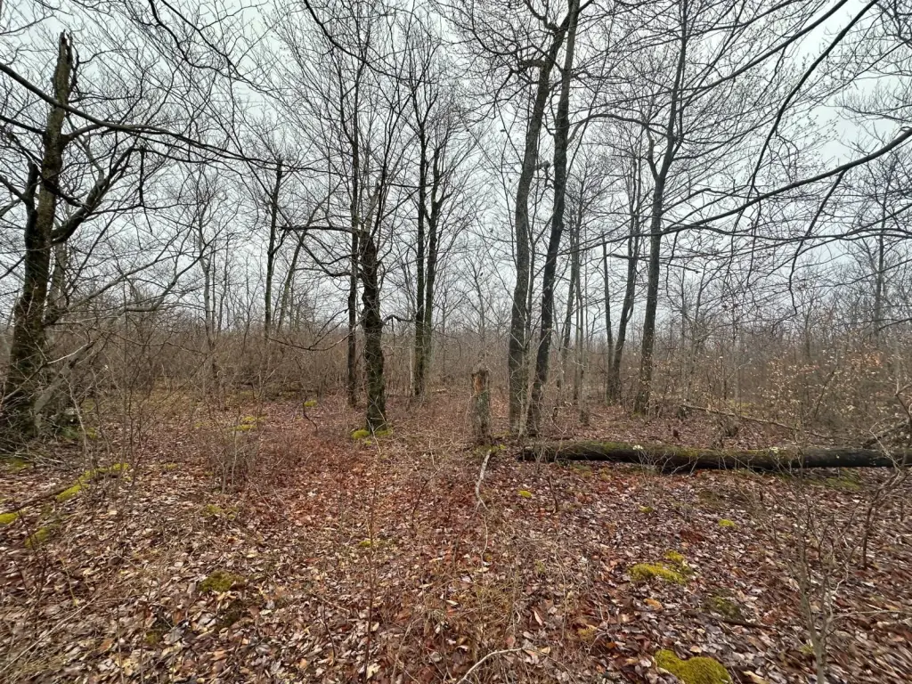 Picture 51