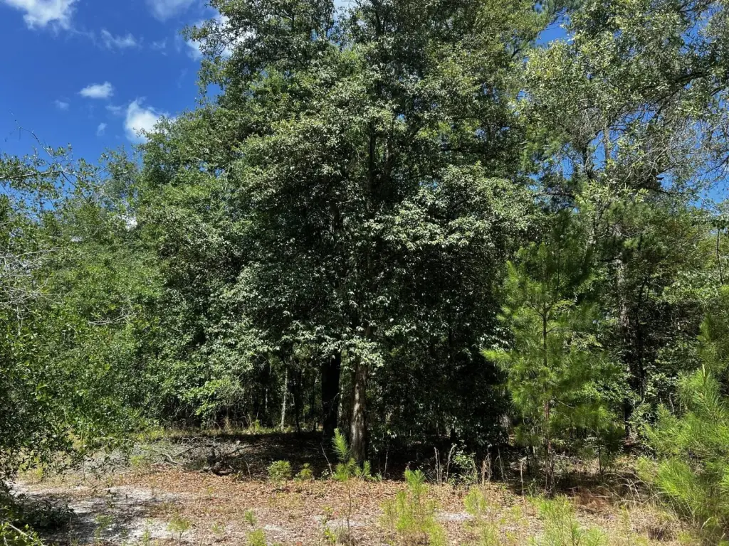 Picture 20