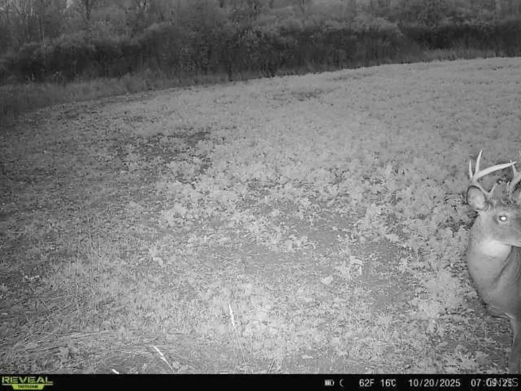 Picture 5