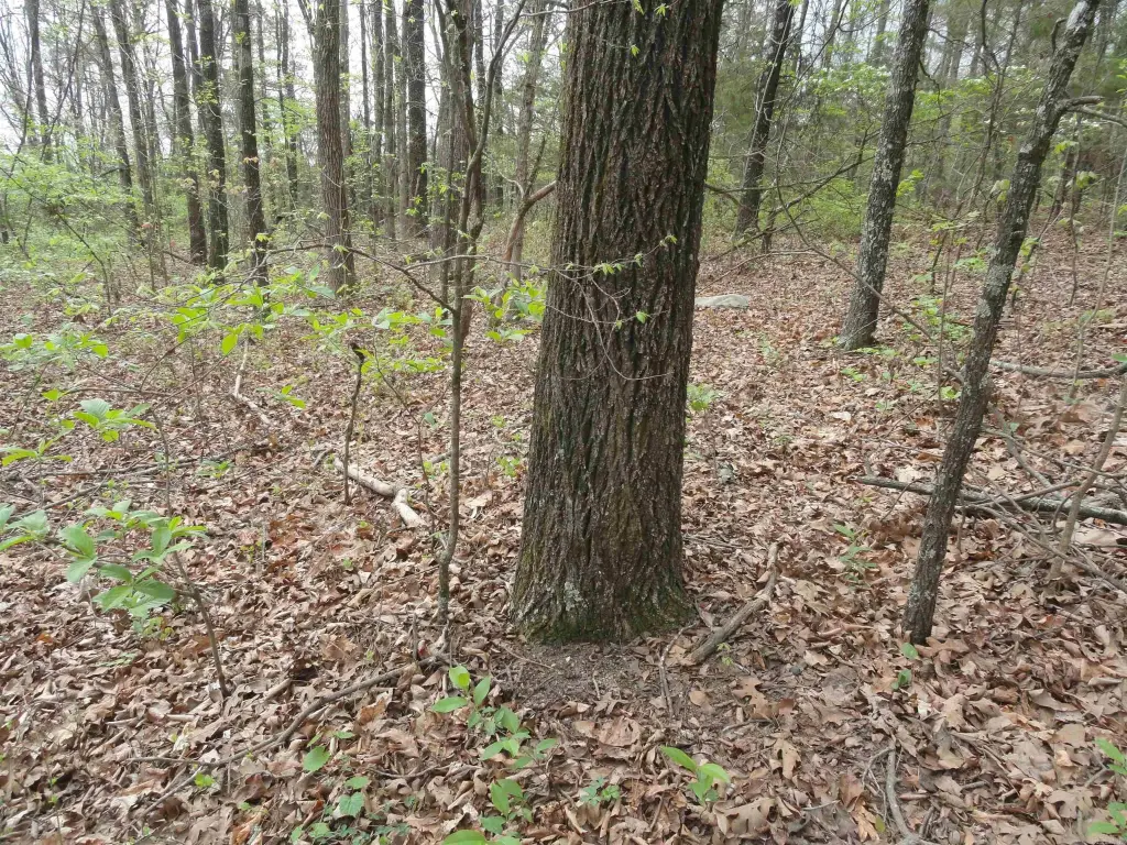 Picture 25