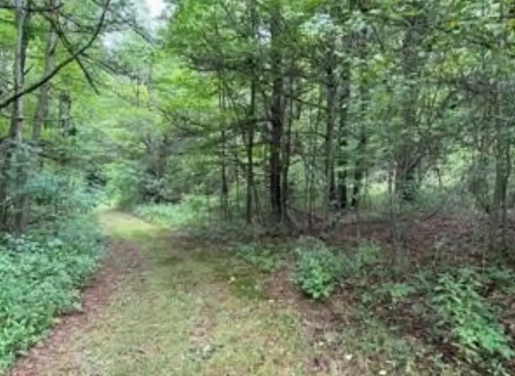 Picture 5