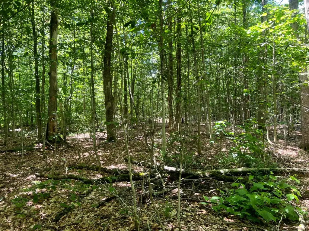 Picture 15