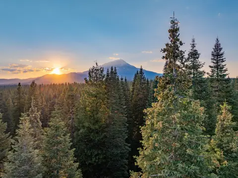 240 Acres Surrounded by Forest