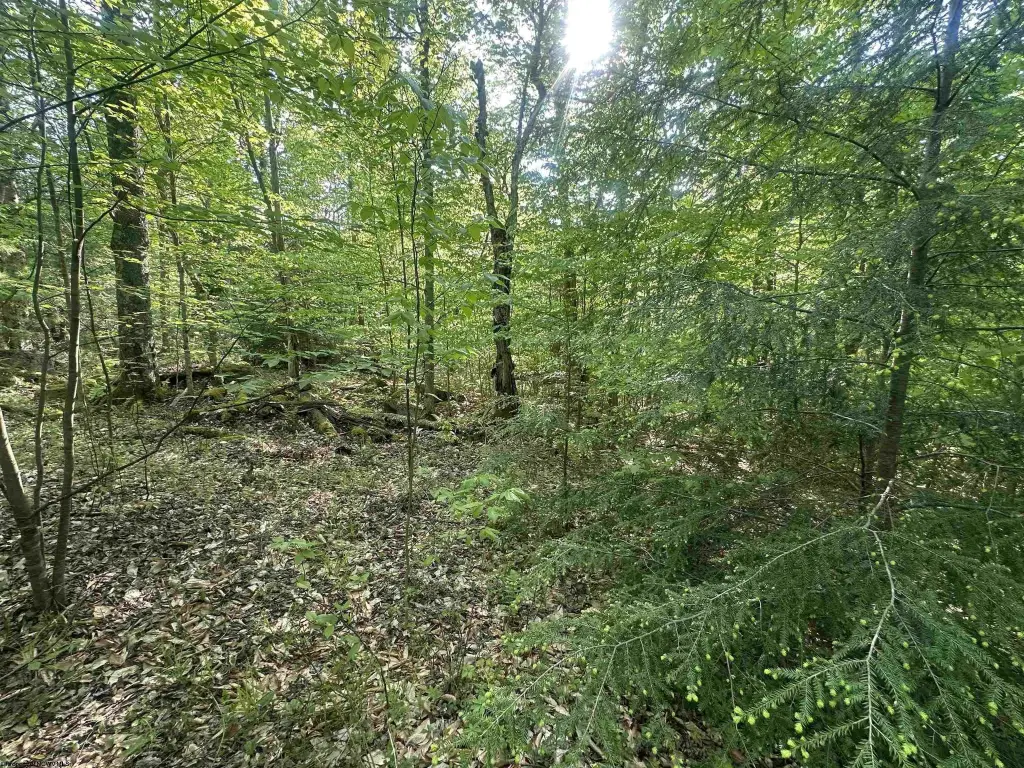 Picture 8