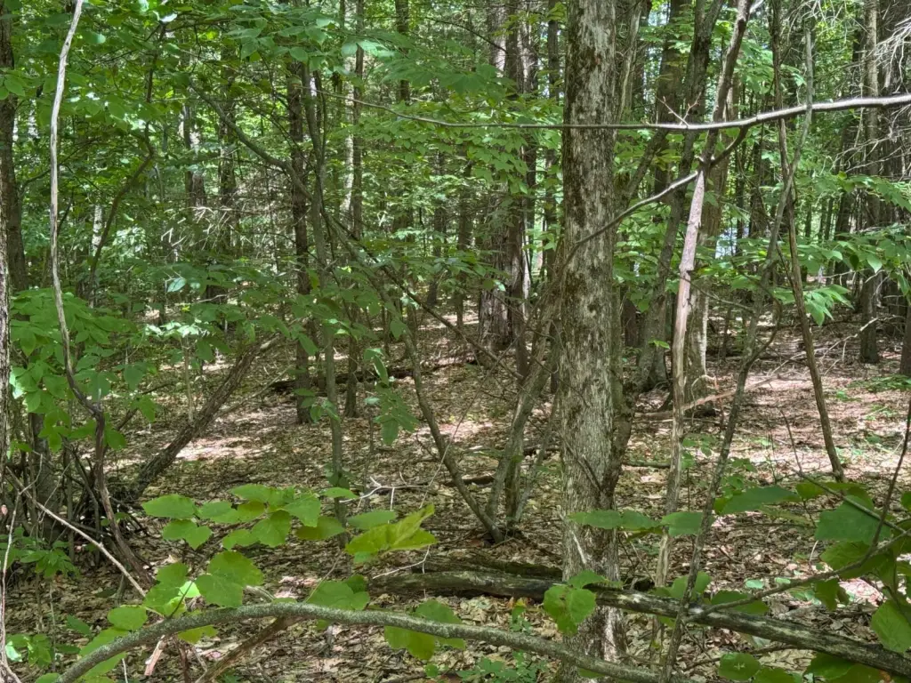 Picture 5