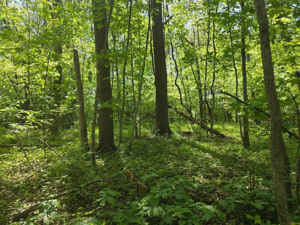 Picture 25
