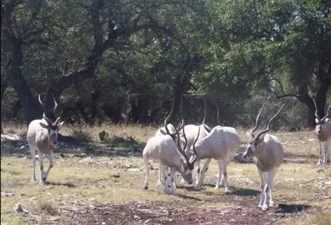 Texas Hunting Land Opportunity