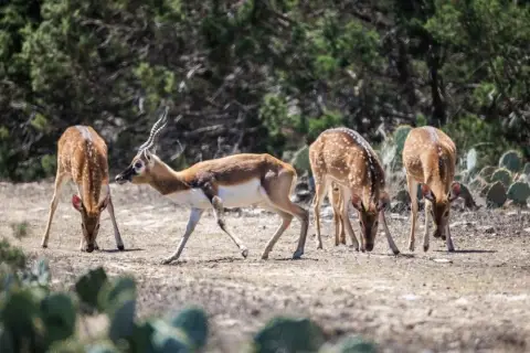 Edwards County Hunting Paradise