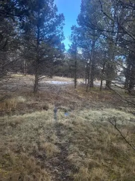 2.5 Acre Lot with Trees