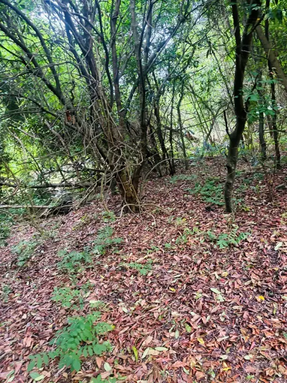 Picture 5