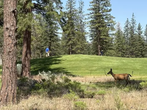 Golf Course Lots in Weed