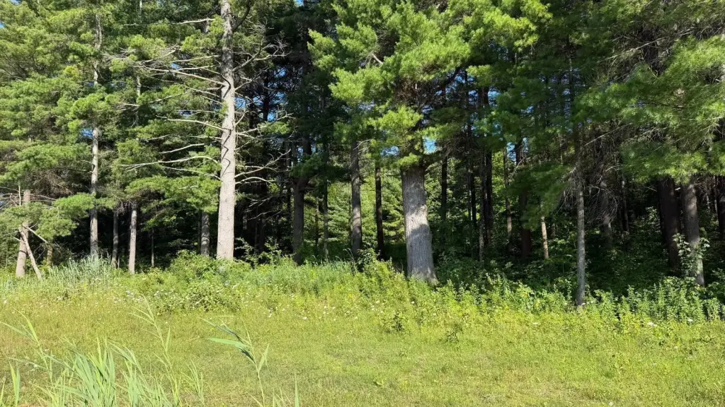 Picture 19