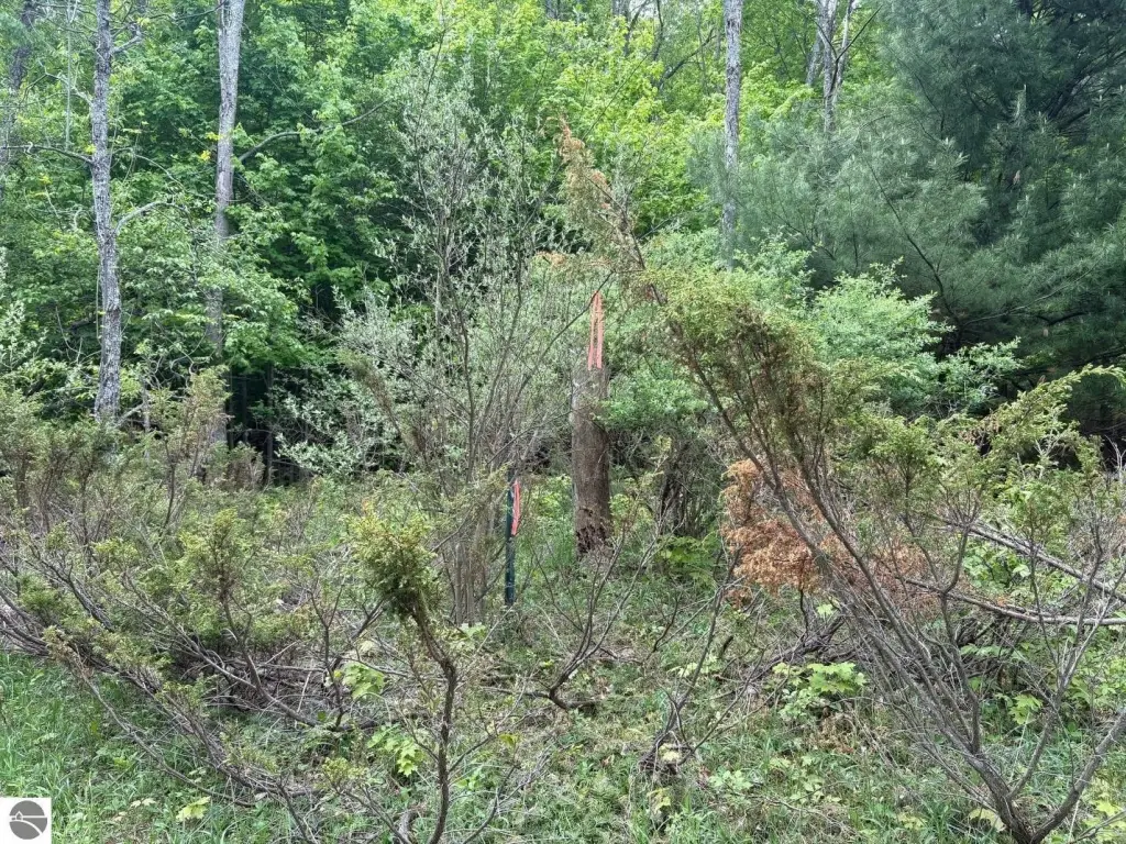 Picture 39