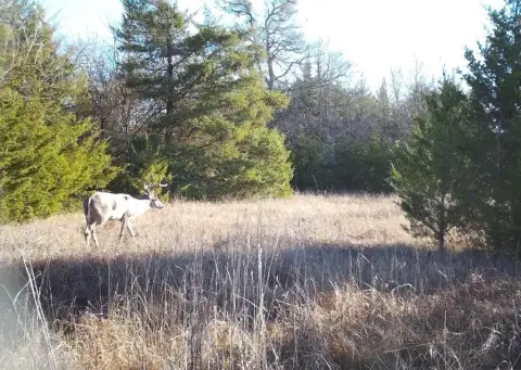 Expansive Ranch Land with Ponds