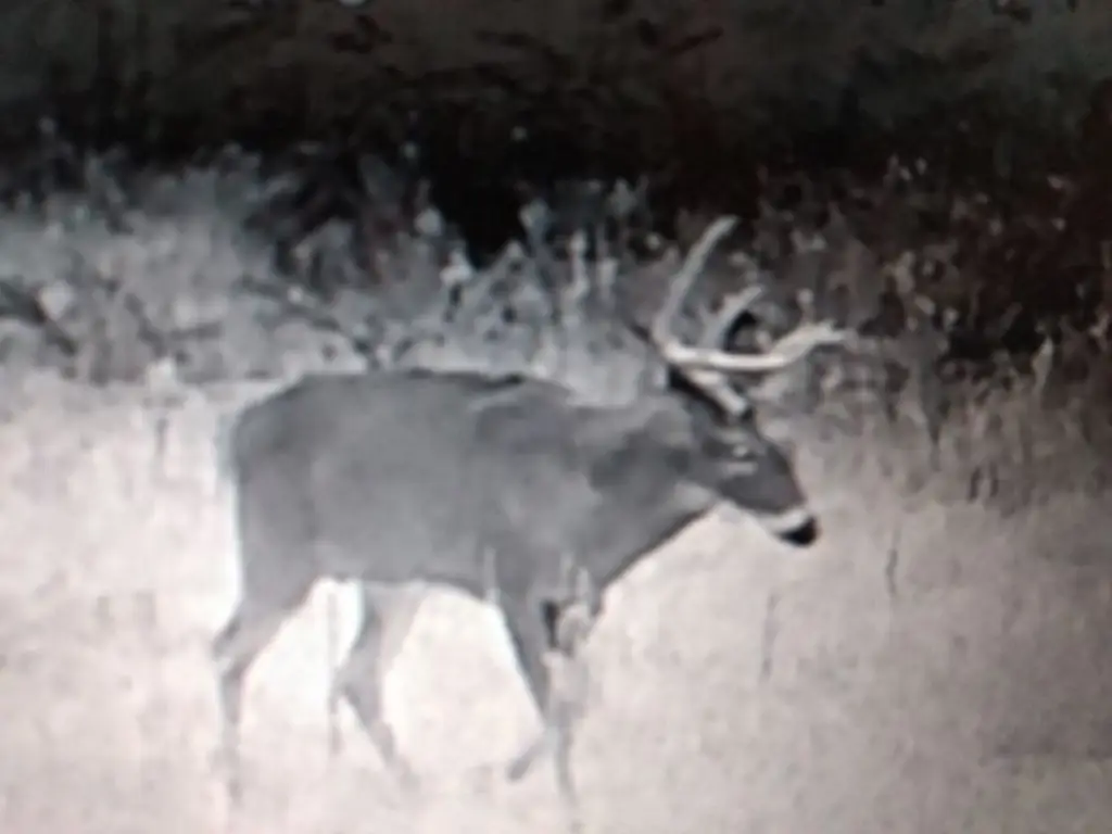 Picture 4