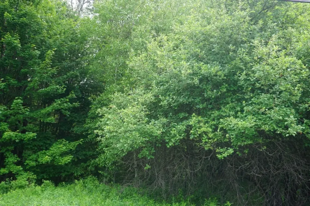 Picture 4