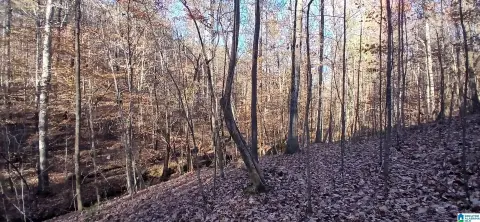 52.75 Acres of Hunting Land