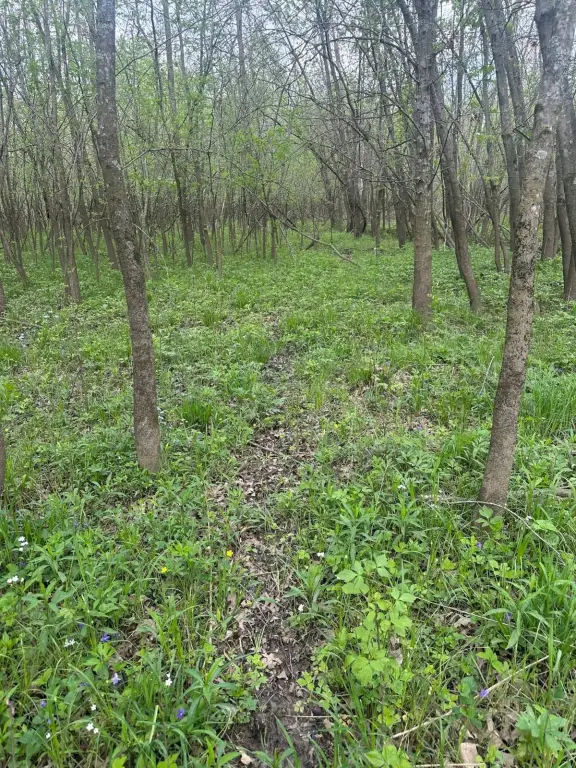 Picture 45