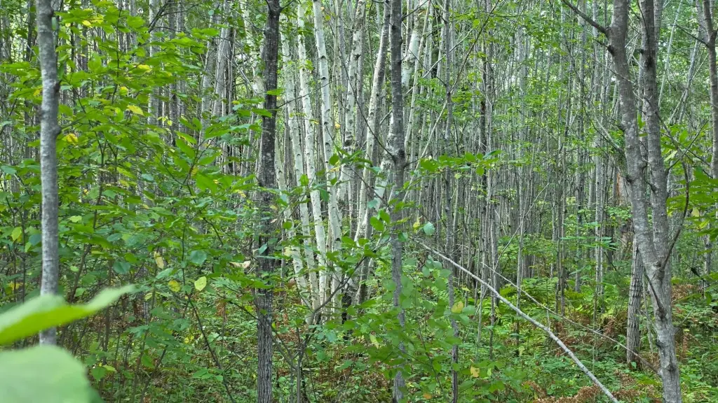 Picture 15