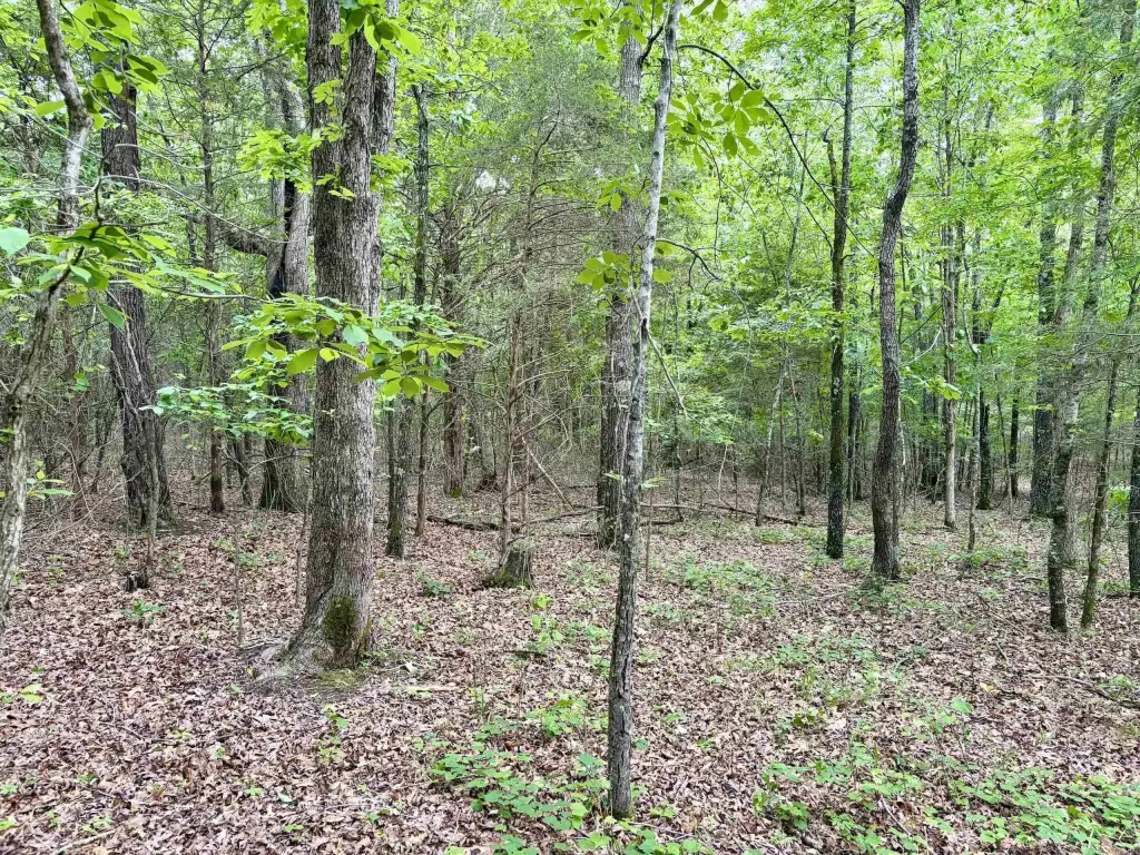 Picture 15