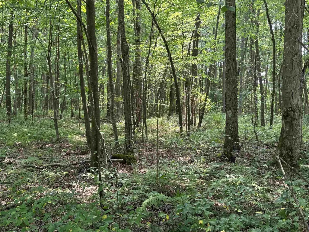 Picture 5
