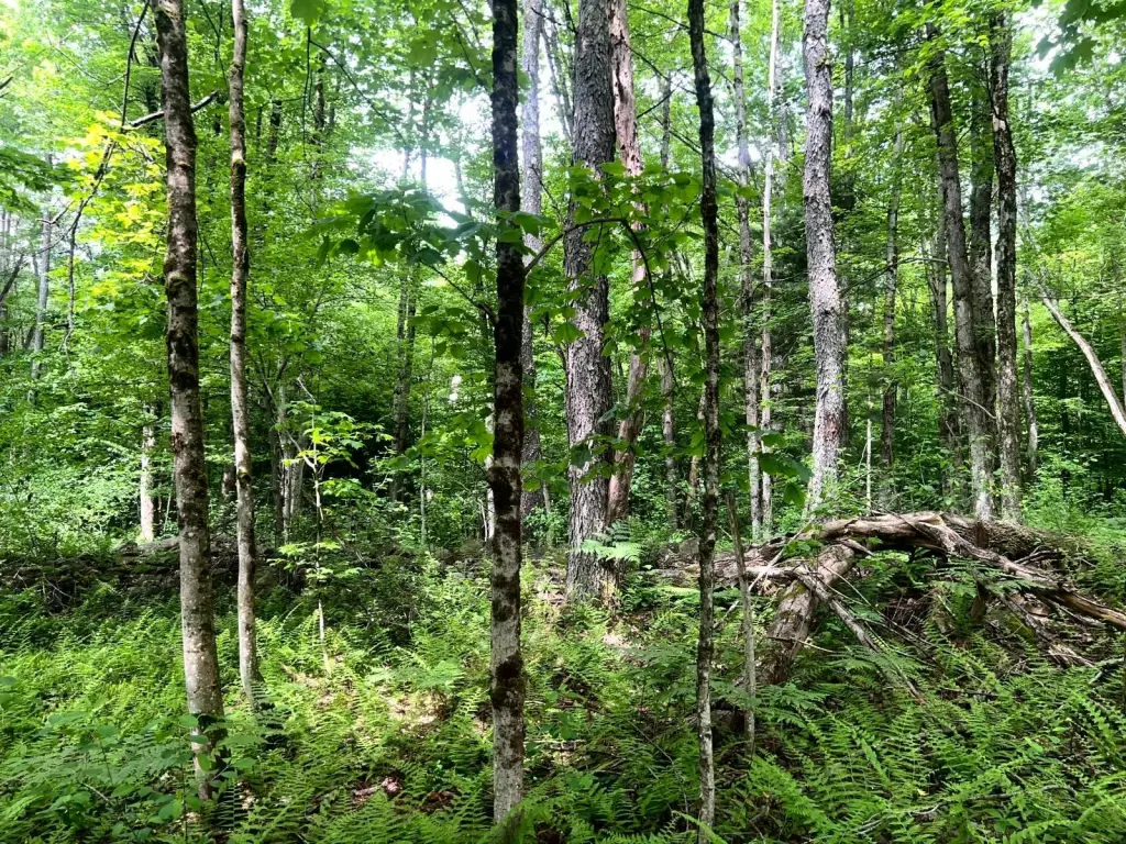 Picture 6
