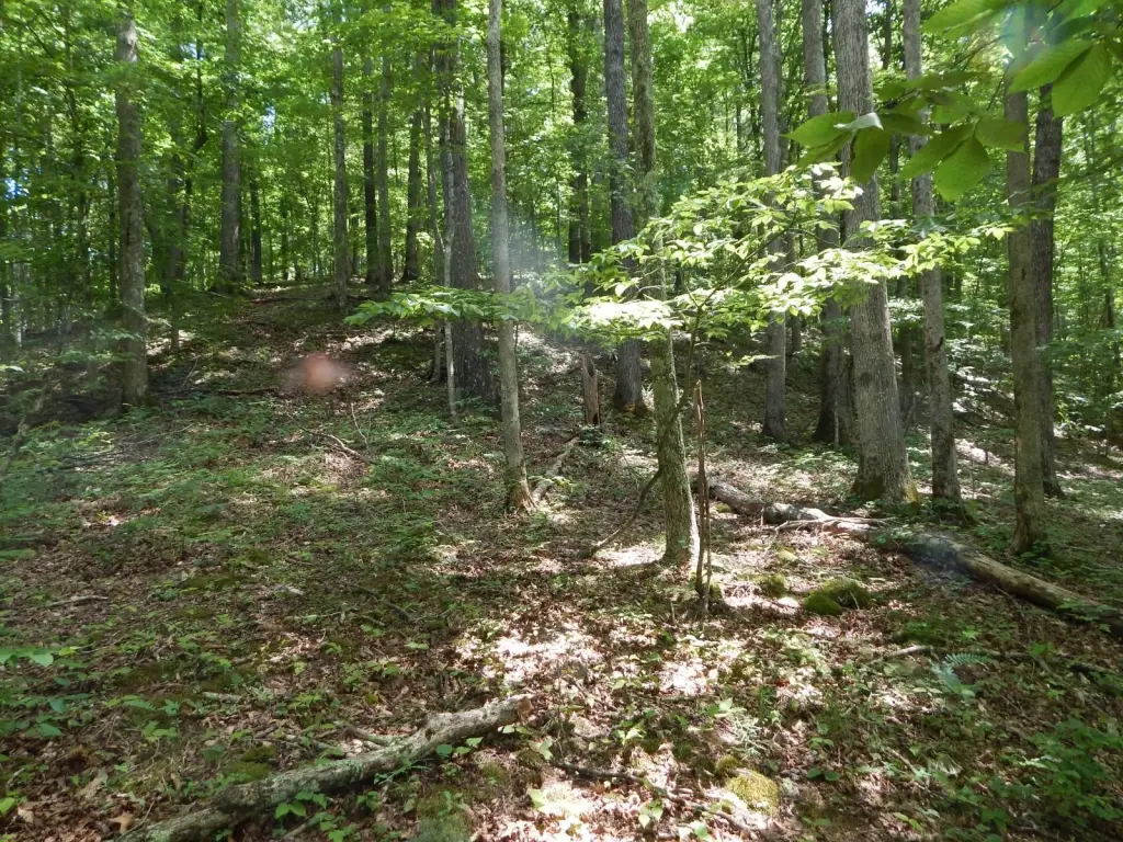 Picture 38