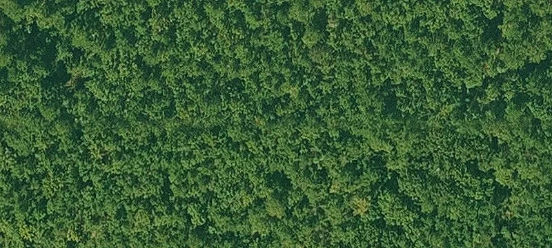 80 Acres of Timberland