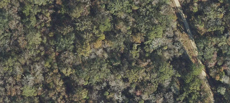 Land Near Steinhatchee with Airstrip