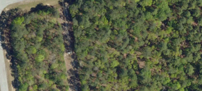 Carolina Pines Dr