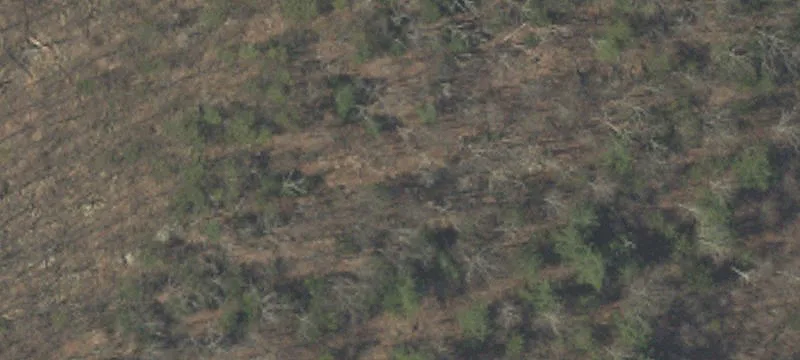 Pacific Ave