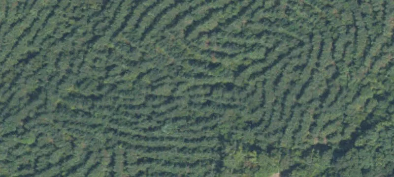 33.8 Acres In Calhoun