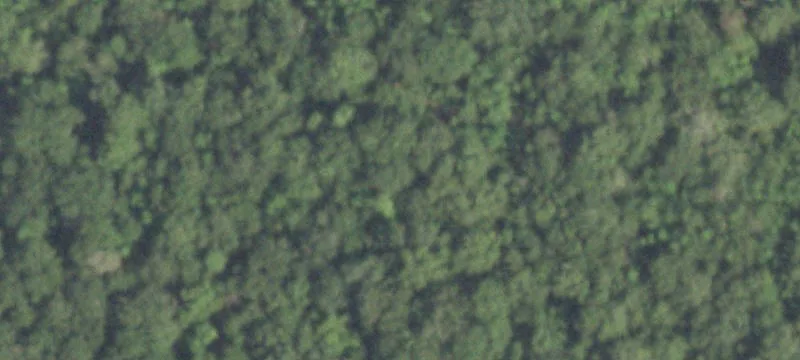 439 Acres | Pinewood Frst