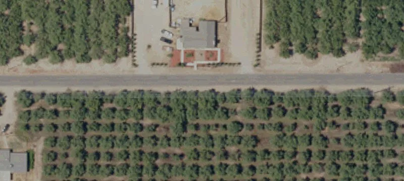 Eucalyptus Ave