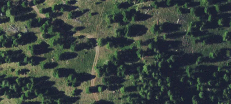 Nhn Elk Horn